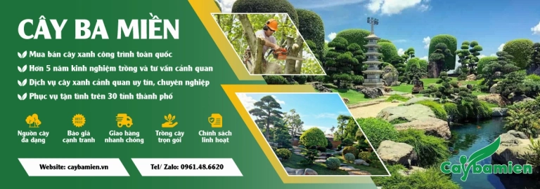 Bảng báo giá cây xanh công trình mới nhất năm 2026 cho dự án