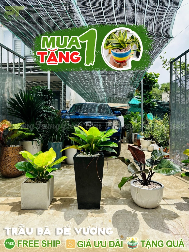 Bắt đầu hành trình chăm sóc cây trầu bà đế vương đỏ luôn xanh tốt
