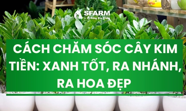 bí quyết chăm sóc cây kim tiền cho ra hoa rực rỡ và xanh tốt năm 2026