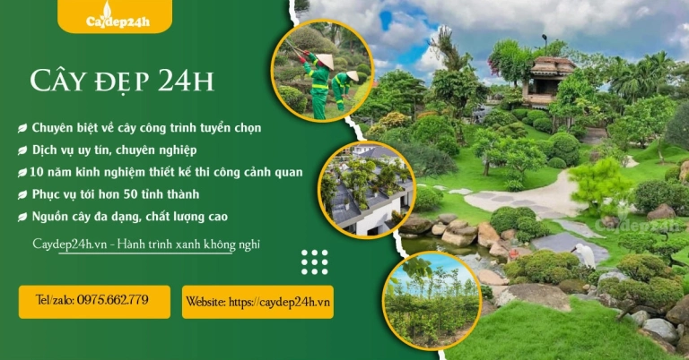 Bí quyết chọn mua và giá cây xanh bóng mát phù hợp với sân vườn