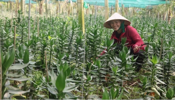 Các lưu ý quan trọng để chăm sóc Phát Tài Búp Sen hiệu quả