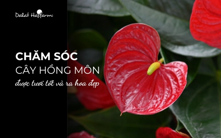 cách chăm sóc cây hồng môn trong nhà: từ A đến Z để cây luôn khỏe đẹp