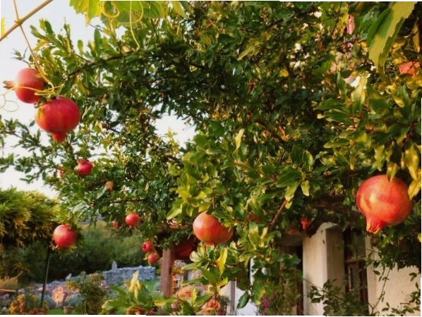 Cây lựu với những trái lựu xanh và đỏ đang phát triển trên cành