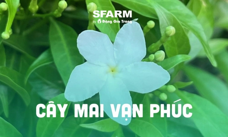 cây mai vạn phúc trồng trong nhà được không giải pháp chăm sóc toàn diện 2026