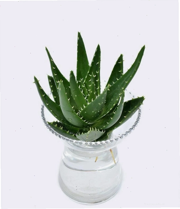 Cây nha đam tươi tốt với thân lá mọng nước, xanh đậm, đặt trong chậu đất nung