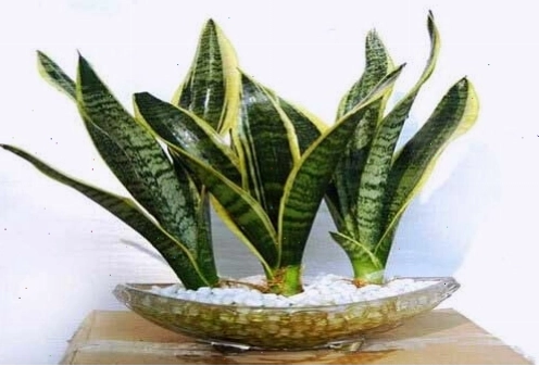 Chậu cây lưỡi hổ xanh mướt với những lá dài thẳng đứng, rất dễ chăm sóc