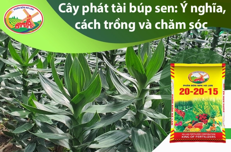 Hướng dẫn cách chăm sóc cây phát tài búp sen xanh tốt quanh năm 2026