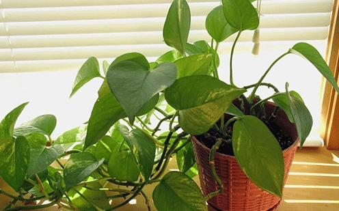 Hướng dẫn cách chăm sóc cây trầu bà thủy sinh luôn xanh tốt dễ dàng tại nhà