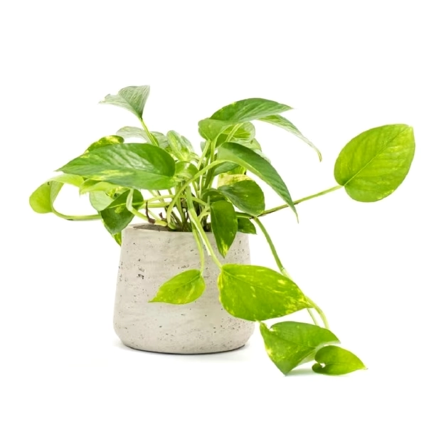 Hướng dẫn cách chăm sóc cây trầu bà trong nhà luôn xanh tốt và phát triển mạnh mẽ
