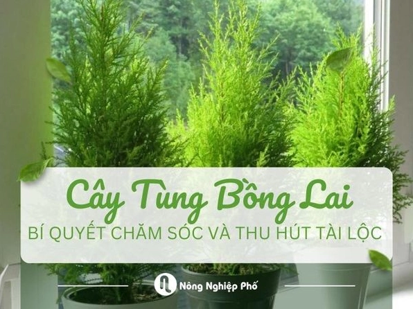 Hướng dẫn cách chăm sóc cây Tùng Bồng Lai luôn xanh tốt quanh năm 2026