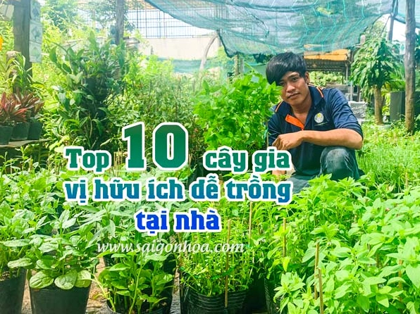 Hướng dẫn cách trồng cây gia vị trong nhà để vườn bếp luôn xanh tươi