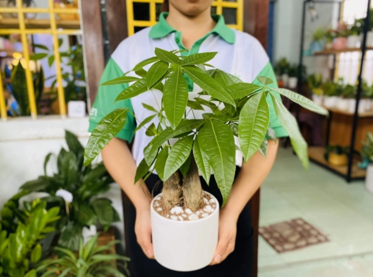 Hướng dẫn chăm sóc các loại cây xanh trồng trong nhà luôn tươi tốt