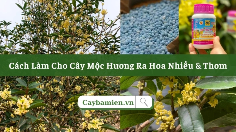 Hướng dẫn chi tiết cách chăm sóc cây Mộc Hương để cây ra hoa đẹp quanh năm