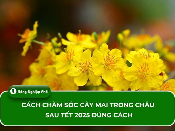 Hướng dẫn chi tiết cách chăm sóc cây nhất chi mai sau tết hiệu quả