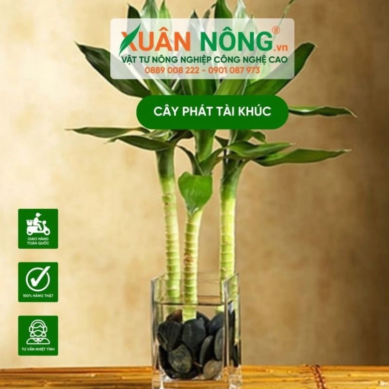 Hướng dẫn chi tiết cách chăm sóc cây phát tài trong nước luôn xanh tốt