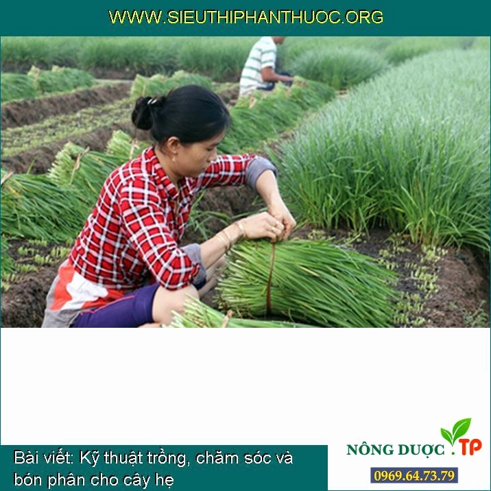 Hướng dẫn chi tiết cách trồng và chăm sóc cây hẹ tại nhà
