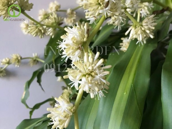 Hướng dẫn chi tiết cách trồng và chăm sóc cây Thiết Mộc Lan phát triển tươi tốt