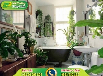 Hướng dẫn chọn và chăm sóc những cây trồng được trong nhà vệ sinh hiệu quả