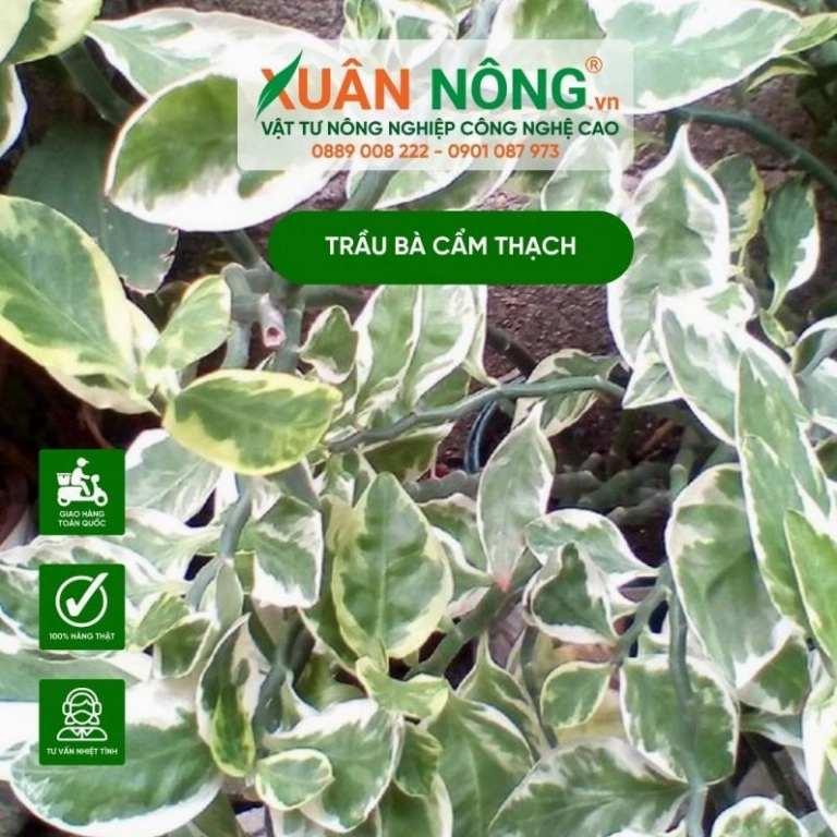 hướng dẫn toàn diện cách chăm sóc cây trầu bà cẩm thạch tươi tốt quanh năm