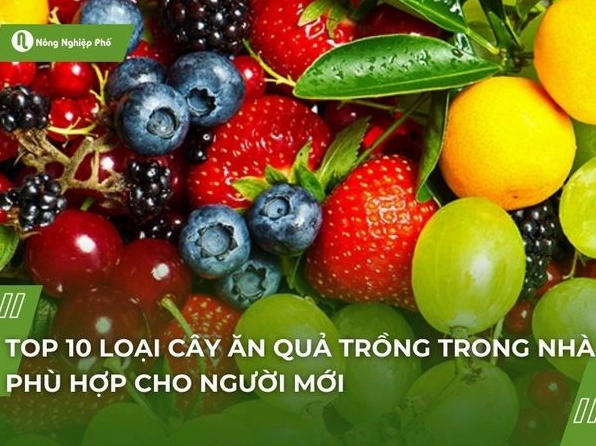 Hướng dẫn trồng cây ăn trái trong nhà hiệu quả và xanh tốt