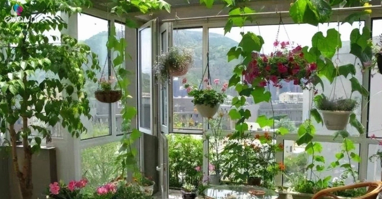 Hướng dẫn trồng và chăm sóc giỏ cây treo trong nhà xanh tốt quanh năm