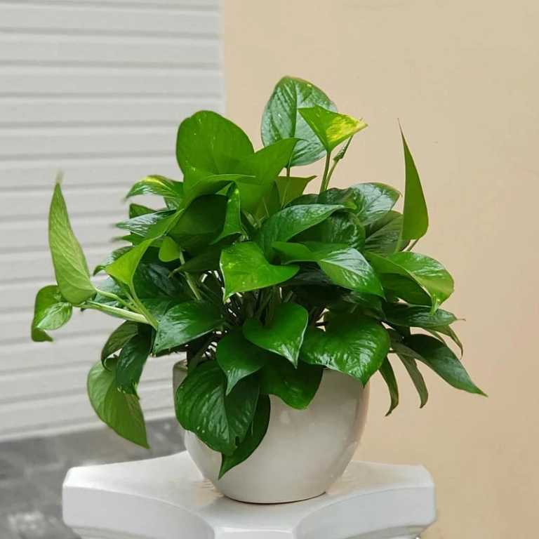Tìm hiểu những loại cây cấm kỵ trồng trong nhà để bảo vệ sức khỏe gia đình