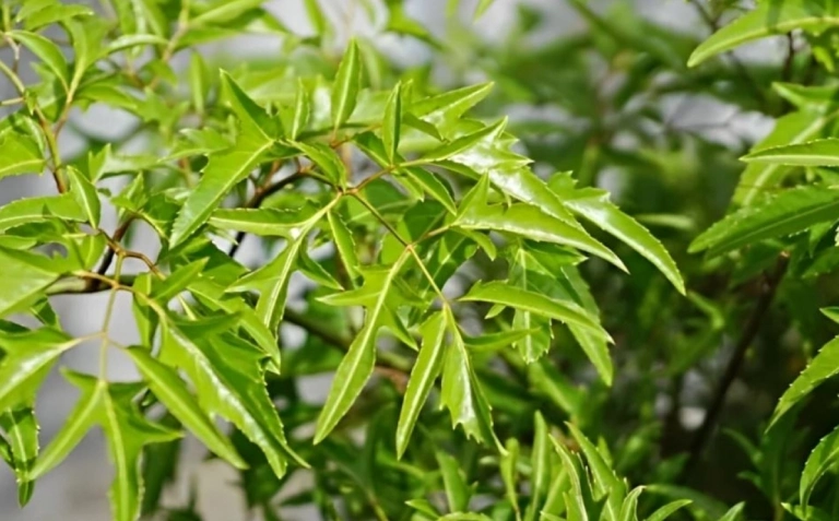 trồng cây đinh lăng trong nhà có tốt không hướng dẫn chăm sóc chuẩn khoa học