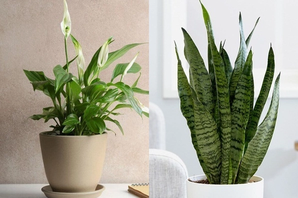Trồng cây gì trong nhà để hút khí độc? Hướng dẫn từ chuyên gia