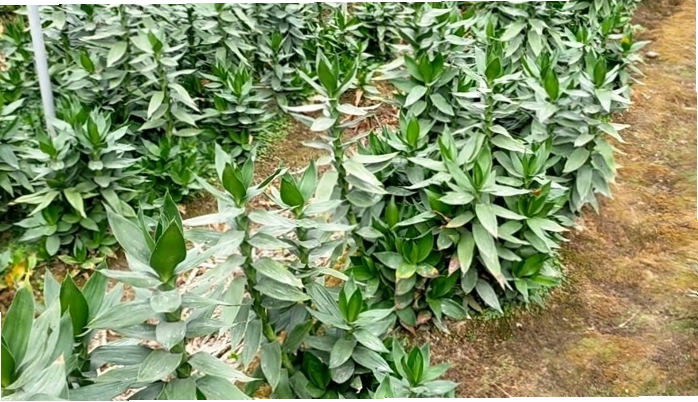 Trồng Phát Tài Búp Sen trong chậu đất với giá thể tơi xốp