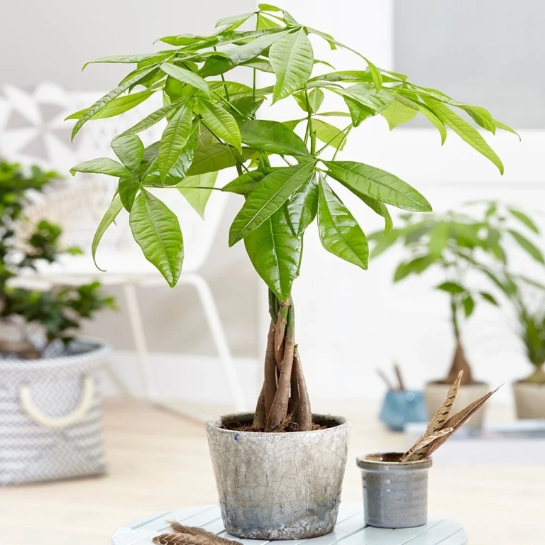 Tuổi Quý Sửu nên trồng cây gì trong nhà mang lại tài lộc và bình an?
